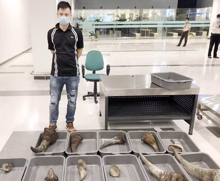 飞往新山一国际机场客机因新冠肺炎疫情转移到芹苴机场 海关查获30公斤犀牛角 ảnh 1
