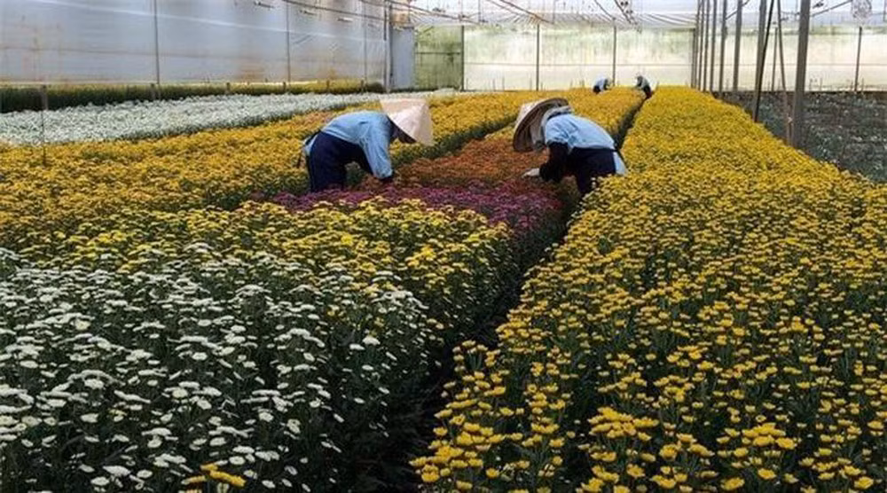 林同省大叻市花卉出口额猛增 ảnh 1