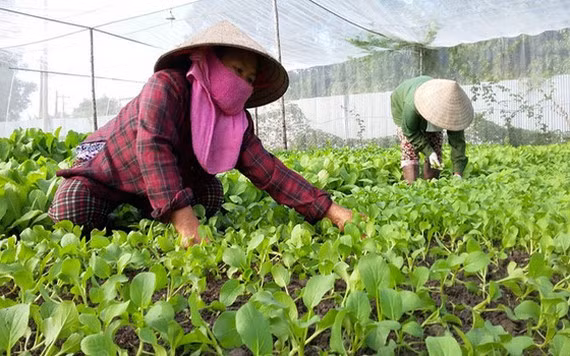 胡志明市六成菜园达 VietGAP标准 ảnh 1