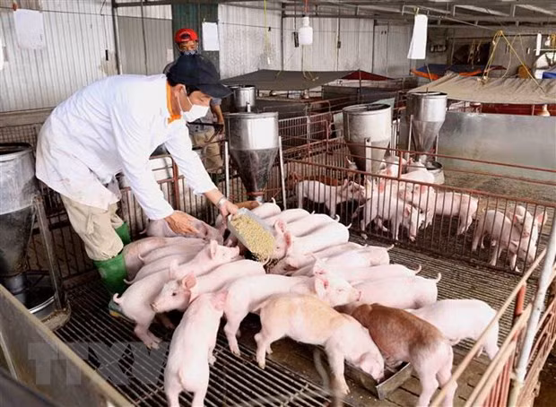 越南政府副总理郑廷勇:促进生猪数量增加 确保市场供求平衡 ảnh 1 越南政府副总理郑廷勇:促进生猪数量增加 确保市场供求平衡 ảnh 1