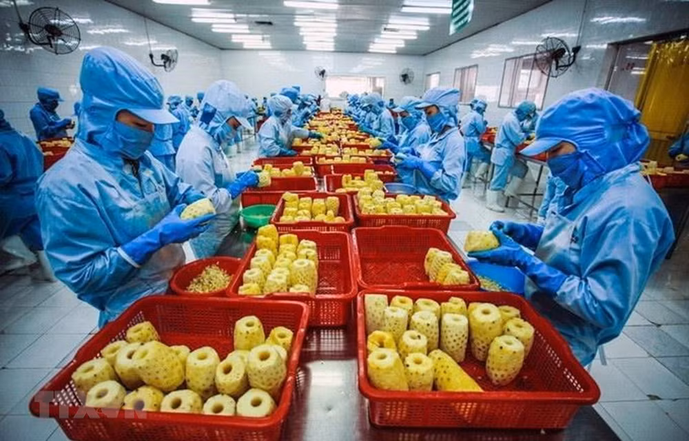 越南农产品出口必要适应欧盟新标准 ảnh 1 越南农产品出口必要适应欧盟新标准 ảnh 1