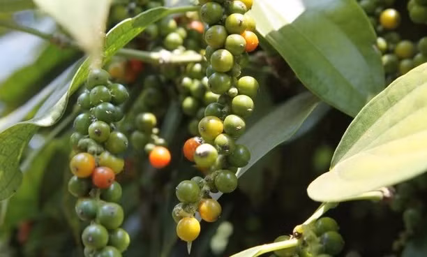 2021年越南胡椒出口将突破10亿美元大关 ảnh 1