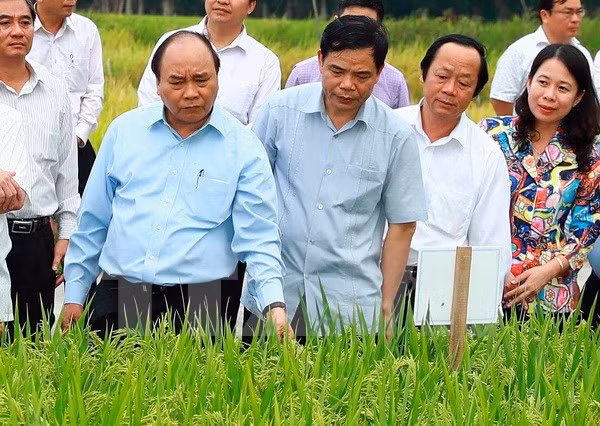 阮春福总理：安江省应关注提高出口粮食质量与附加值 ảnh 2