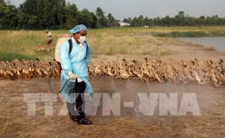 河静省一乡一坊发生H5N1禽流感疫情超过2000只家禽被扑杀 ảnh 1