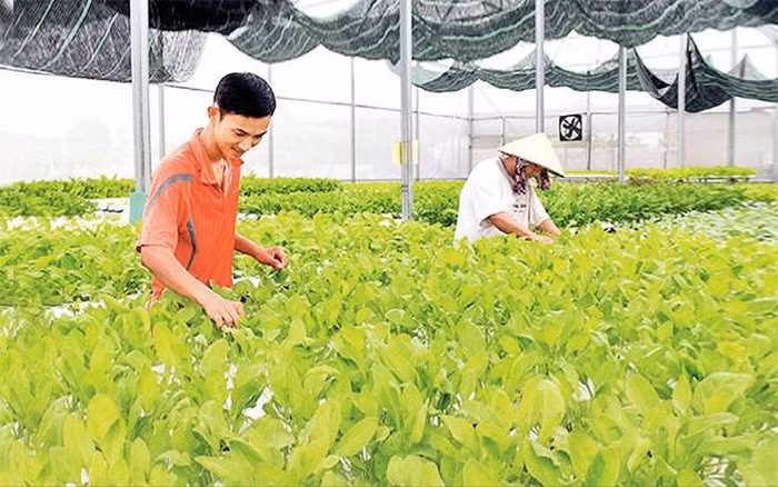 多家企业将对巴地头顿省高科技农业项目进行投资 ảnh 1 多家企业将对巴地头顿省高科技农业项目进行投资 ảnh 1