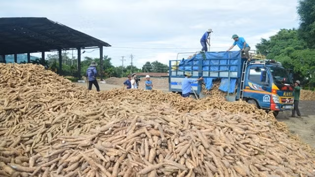 今年前3月越南木薯出口量同比增长14% ảnh 1