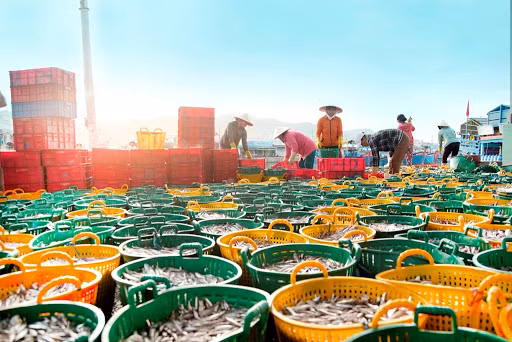 宁顺省加大打击非法不报告和不管制捕捞力度 助力取消欧盟委员会对越南水产品的黄牌警告 ảnh 2