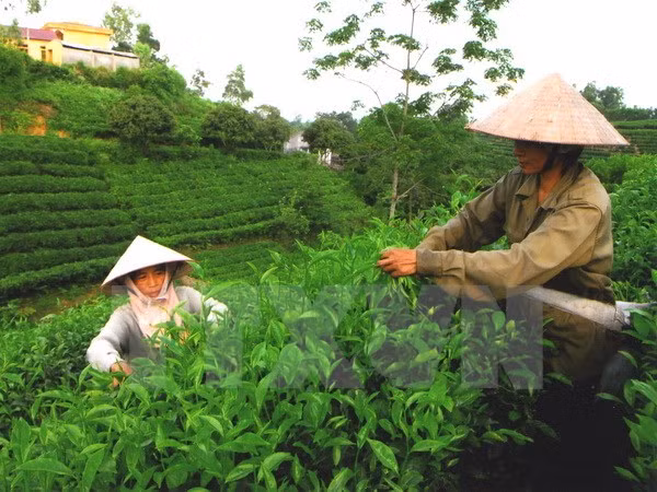 越南太原省在美国纽约寻找合作商机 ảnh 1 越南太原省在美国纽约寻找合作商机 ảnh 1