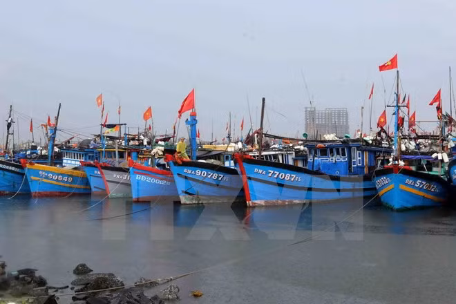 平顺省有效挖掘海洋经济潜力 ảnh 1