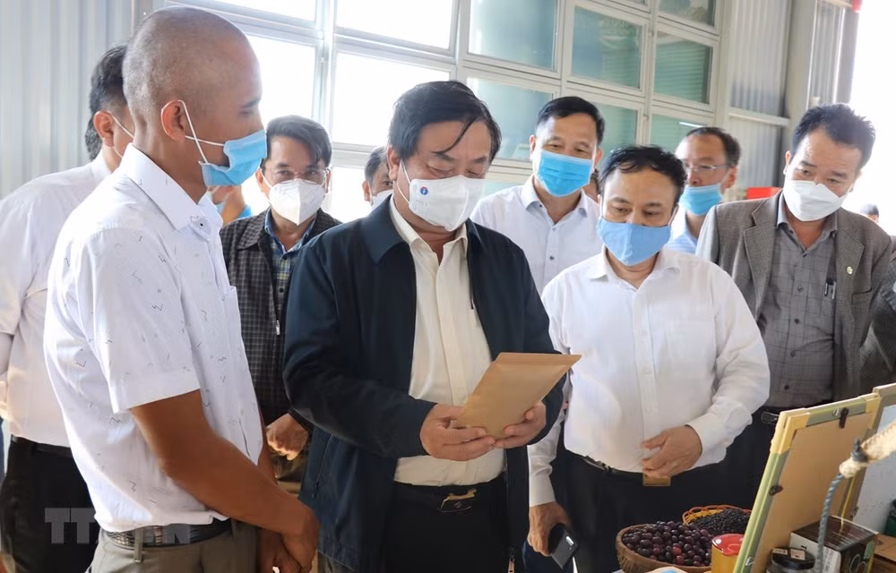 越南农业可持续发展：打造专业农民队伍 ảnh 1