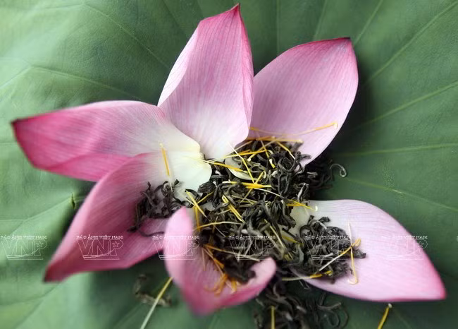 河内人热衷于莲花茶窨制业,竭尽全力保护与弘扬先祖传统 ảnh 1 河内人热衷于莲花茶窨制业,竭尽全力保护与弘扬先祖传统 ảnh 1