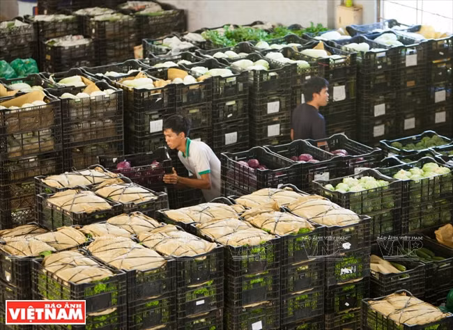 大叻蔬菜与花卉王国 ảnh 14