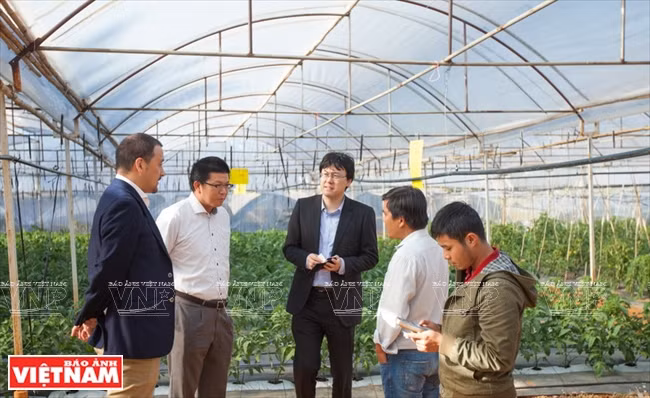 大叻蔬菜与花卉王国 ảnh 9