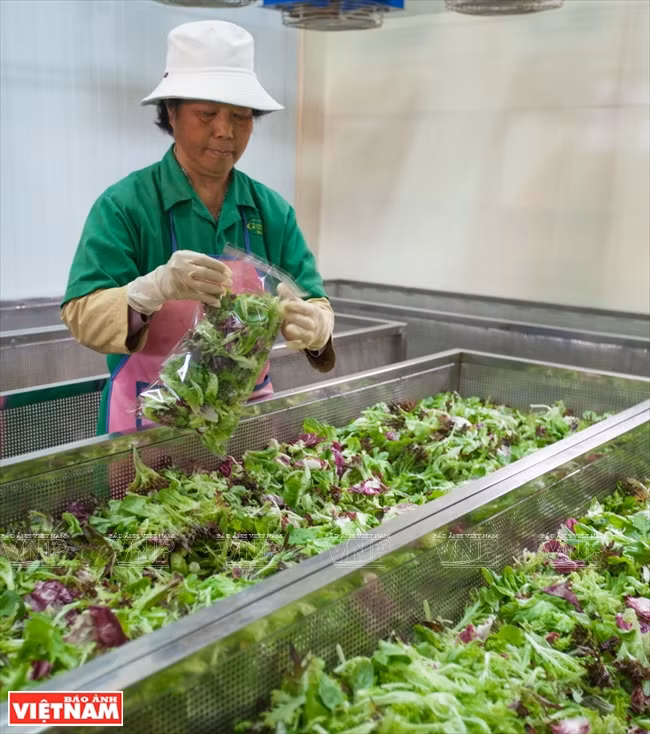 大叻蔬菜与花卉王国 ảnh 13