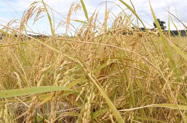 澳大利亚和越南专家联合开发出适应气候变化的新稻种 ảnh 1