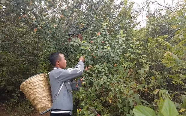 山区山罗省进入山楂收获季节 ảnh 1