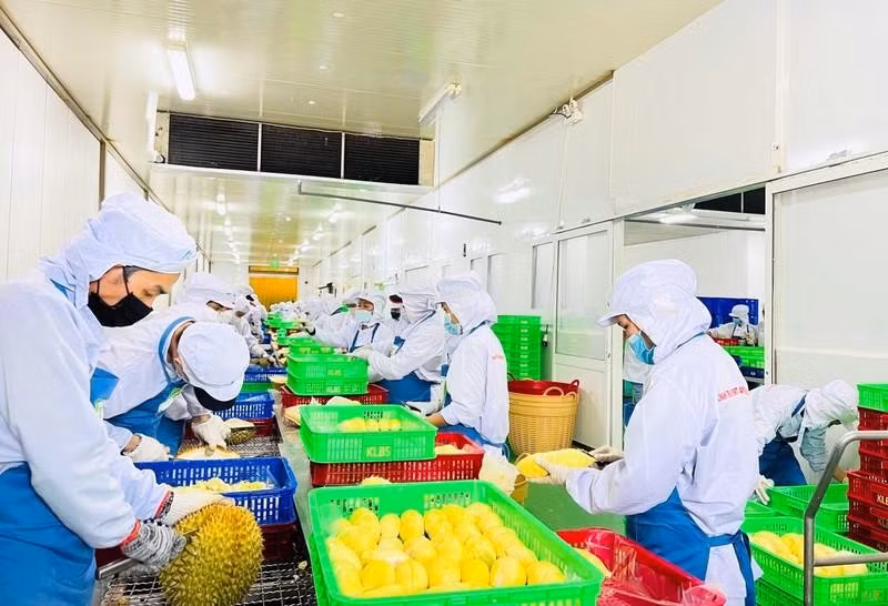 加速年底农产品出口活动 ảnh 1 加速年底农产品出口活动 ảnh 1