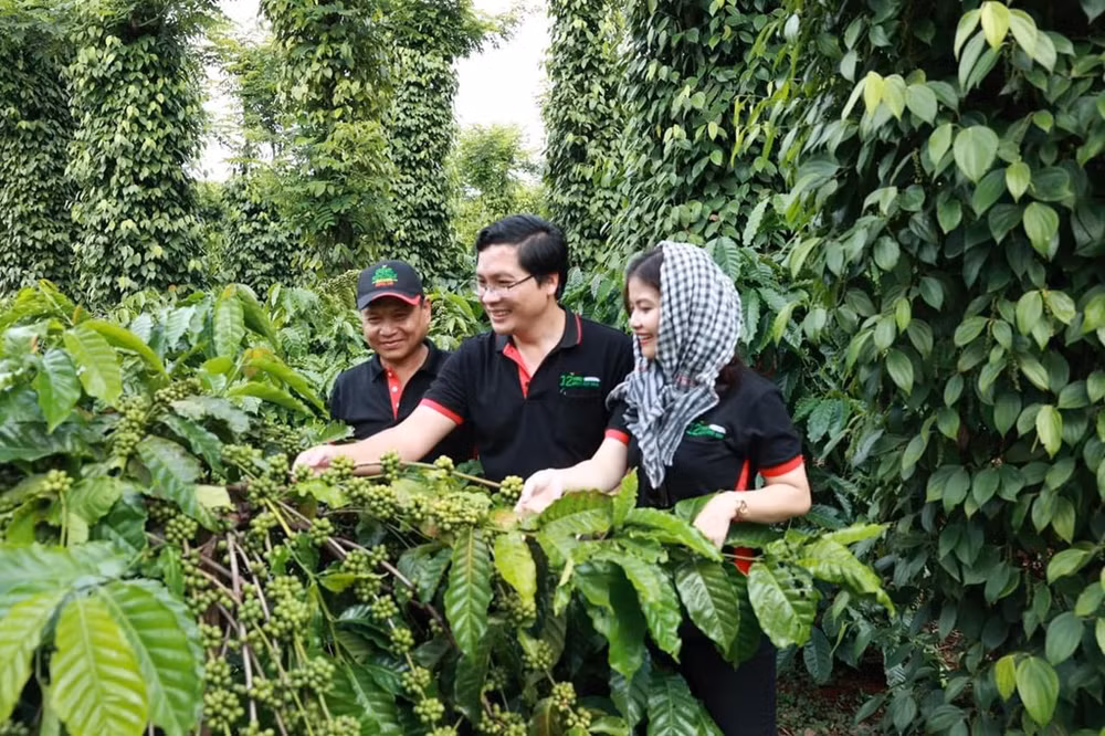 雀巢助力2.1万名越南农民向再生食品系统过渡 ảnh 1