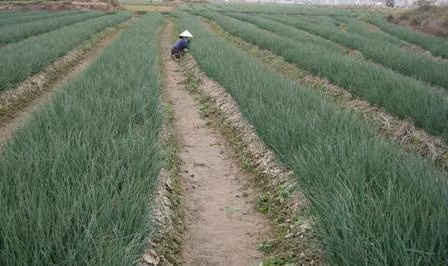 36家外资企业斥资10亿美元对同奈省农业领域进行投资 ảnh 1