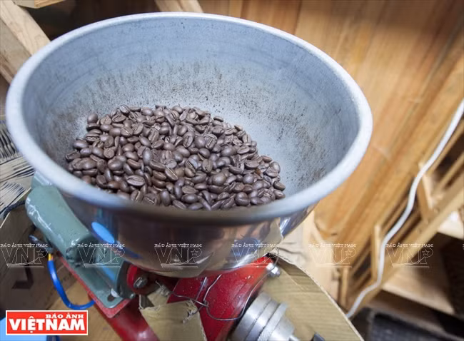 哥霍族人的清洁咖啡品牌“K’Ho Coffee” ảnh 5