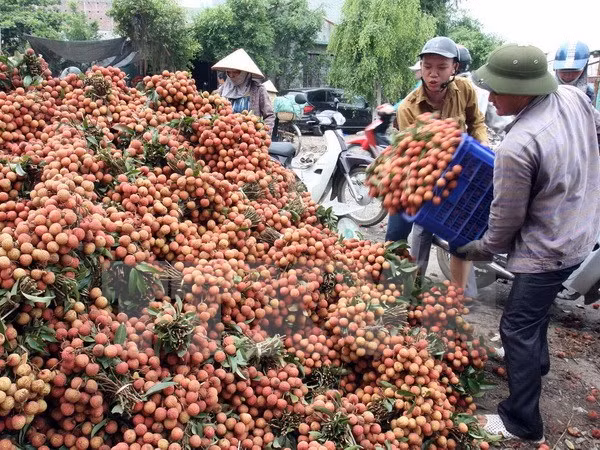 越南对中国的荔枝出口额达4200万美元 ảnh 1