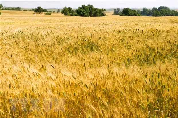 马来西亚督促亚太经合组织成员加强合作确保粮食安全 ảnh 1