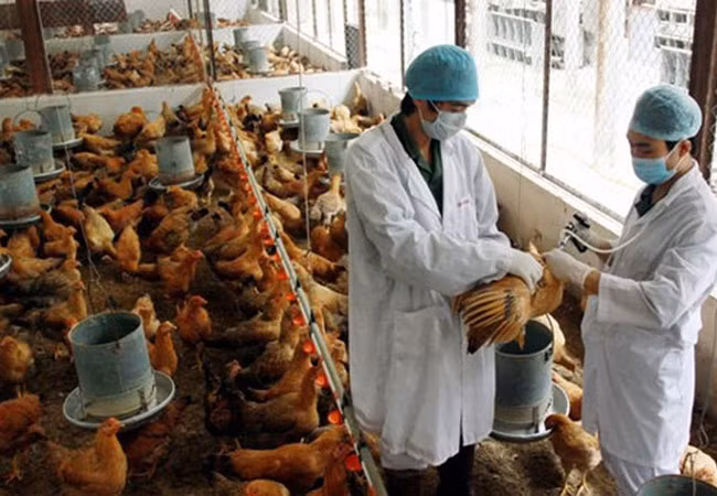甲型H7N9禽流感病毒发生变异 ảnh 1
