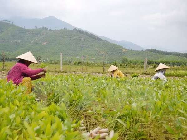 越南农民面临融入世界经济的诸多挑战 ảnh 1