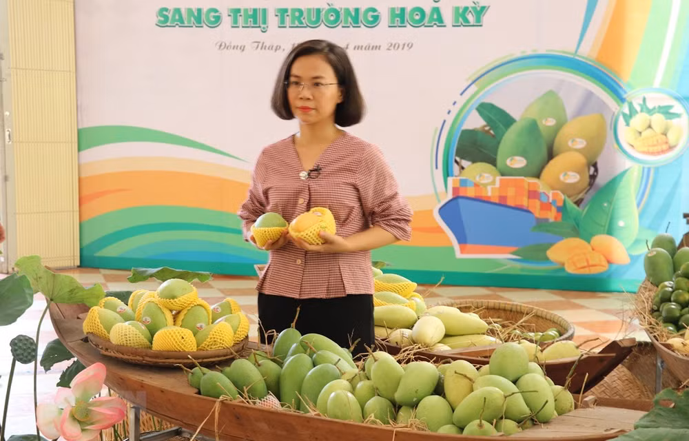 越南首批芒果出口到美国市场 ảnh 1