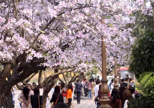 河内市首次举办羊蹄甲花节 ảnh 1