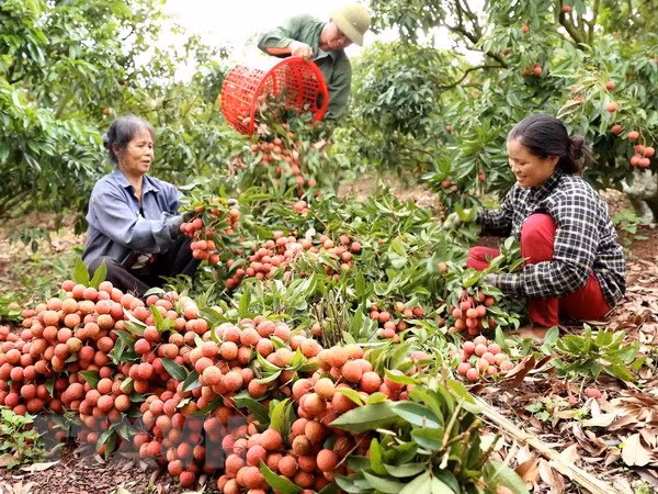 越南全国果树种植面积达110万公顷 ảnh 1