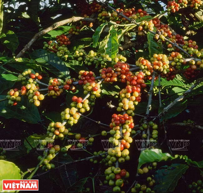 西原——越南农业商品生产大基地 ảnh 2