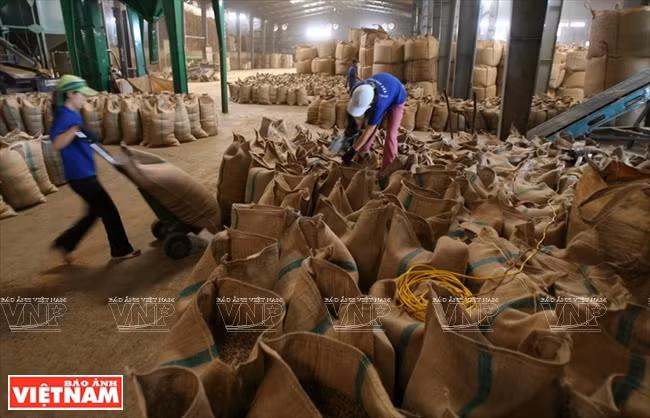 西原——越南农业商品生产大基地 ảnh 6