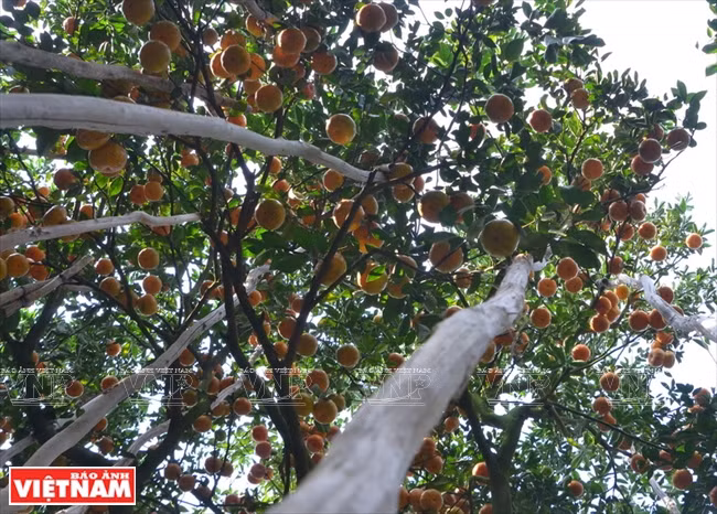 莱翁红橘王国 ảnh 3