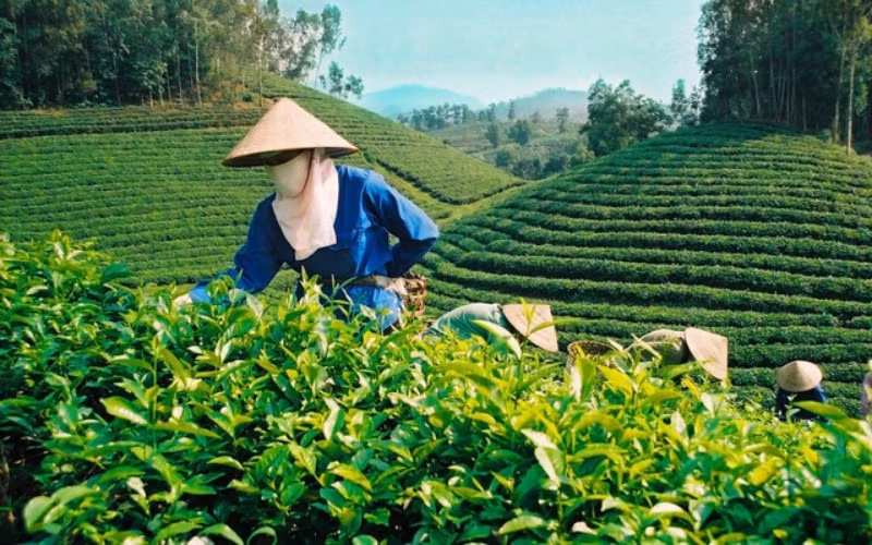 越南茶叶颇受澳大利亚消费者的欢迎 ảnh 1