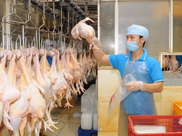 越南畜牧业应致力于扩大销售市场 ảnh 1