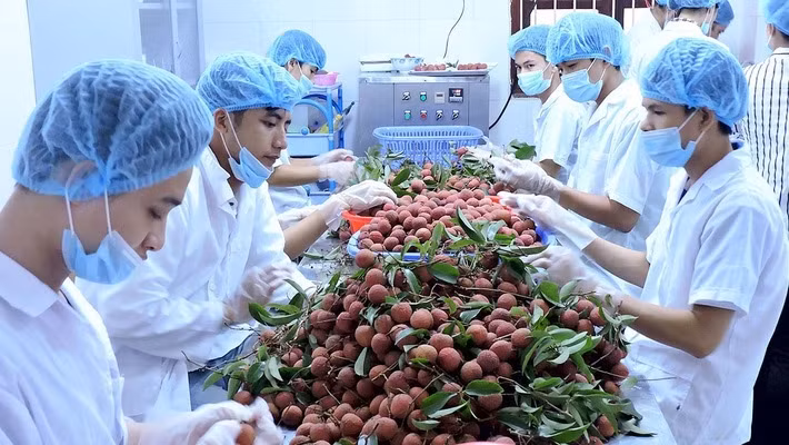 《越南对中国农产品正贸出口指南》正式出版发行 ảnh 1
