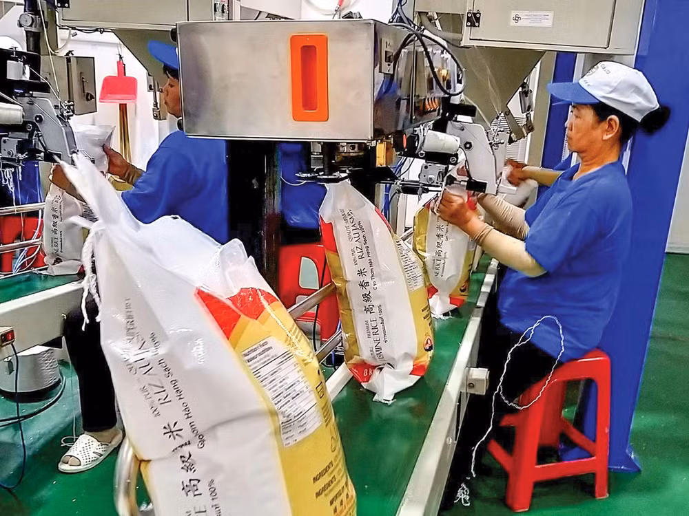 越南努力提高出口大米的质量和价值 ảnh 1 越南努力提高出口大米的质量和价值 ảnh 1