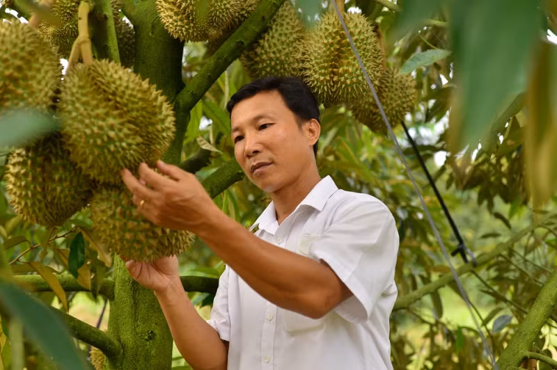 林同省多个单位和农户登记对中国出口榴莲 ảnh 1