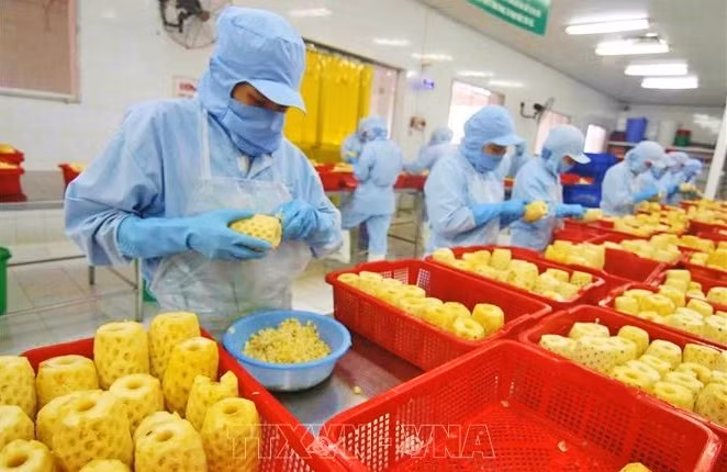 越南力争到2030年成为全球10大水产品加工中心 ảnh 2 越南力争到2030年成为全球10大水产品加工中心 ảnh 2
