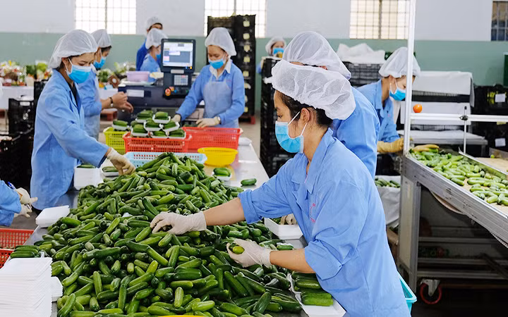 越南农产品适应于新冠疫情严格防控情况 ảnh 1