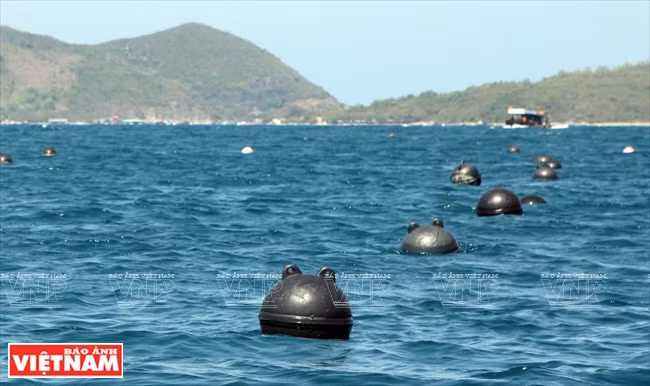 皇家珍珠 ảnh 1