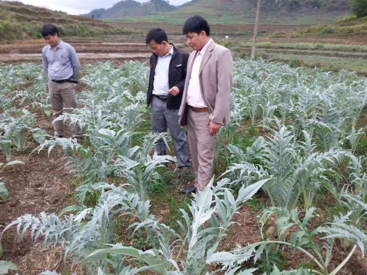 河江省管簿县开发与利用药材资源来提高居民生活水平 ảnh 1