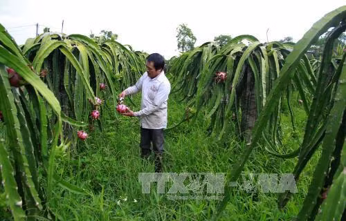 台湾企业与越南进行农业投资合作活动 ảnh 1
