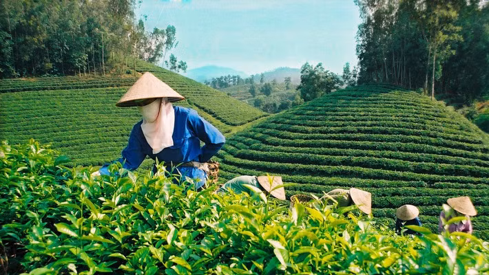 越南成为世界五大茶叶出口国 ảnh 1