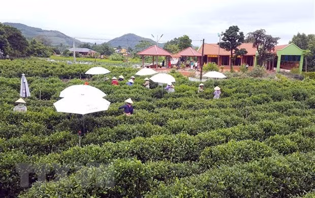 太原省社区旅游与文化颇具吸引力 ảnh 2