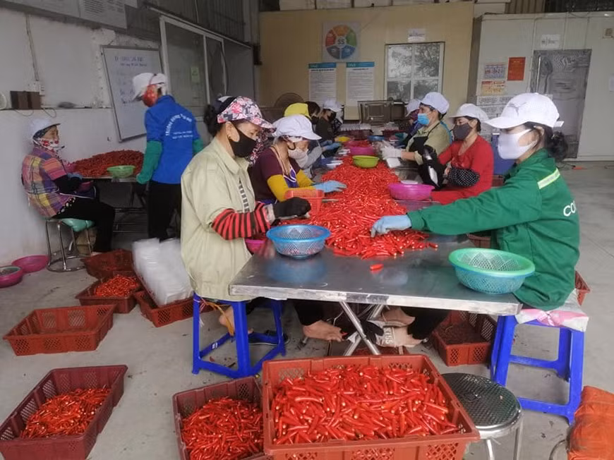 组图：越南企业在新冠肺炎疫情的背景下加大生产力度 ảnh 2