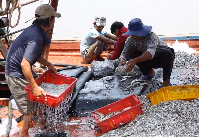 全国水产品捕捞产量喜获丰收 ảnh 2