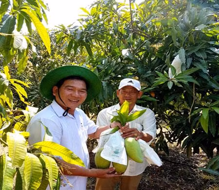 茶荣省芒果获全球良好农业操作认证 热销新加坡市场 ảnh 1 茶荣省芒果获全球良好农业操作认证 热销新加坡市场 ảnh 1