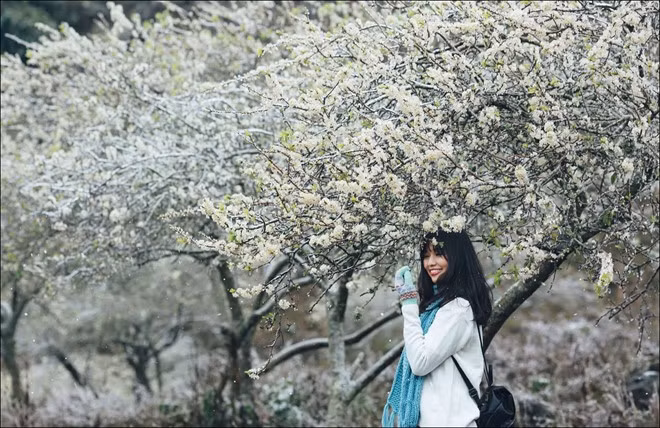 越南传统春节度假五大天堂 ảnh 2